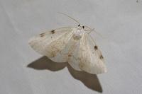 Lomographa bimaculata