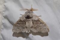 Calliteara pudibunda