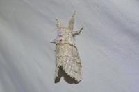 Calliteara pudibunda