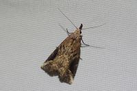 Schrankia costaestrigalis