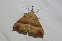 Hypena proboscidalis