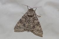 Acronicta megacephala