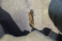 Schrankia costaestrigalis