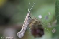 Plutella xylostella