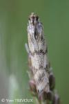 Homoeosoma sinuella