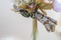 Lobesia littoralis
