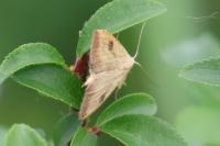 Rivula sericealis