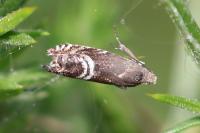 Grapholita internana