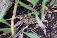 Ematurga atomaria