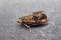 Ptycholoma lecheana