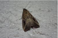 Schrankia costaestrigalis