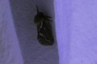 Korscheltellus lupulinus