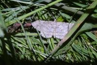 Hypomecis punctinalis