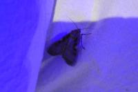 Xestia c-nigrum