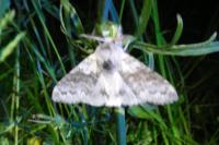 Calliteara pudibunda