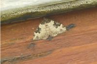 Xanthorhoe fluctuata