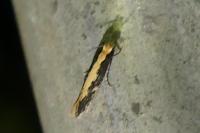 Monopis crocicapitella