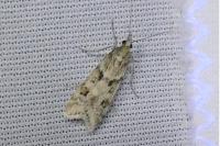 Eudonia angustea
