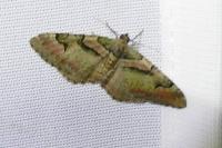 Catarhoe rubidata