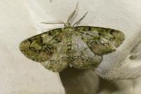 Cleorodes lichenaria