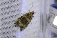Celypha lacunana