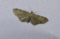 Eupithecia vulgata
