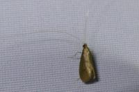 Nematopogon metaxella