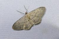 Idaea seriata
