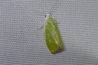 Earias clorana