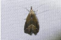 Schrankia costaestrigalis