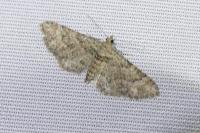 Gymnoscelis rufifasciata