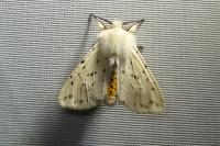 Spilosoma lubricipeda