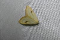 Rivula sericealis