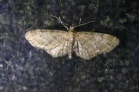 Eupithecia vulgata
