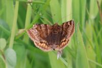 Euclidia glyphica