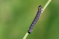 Depressaria daucella