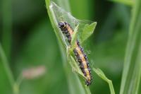 Depressaria daucella