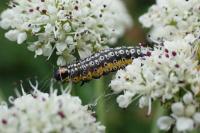 Depressaria daucella