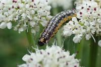 Depressaria daucella