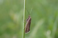 Glyphipterix fuscoviridella