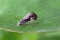 Coleophora ibipennella