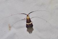 Adela australis