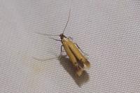 Coptotriche marginea