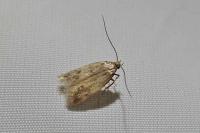 Borkhausenia nefrax