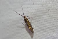 Esperia sulphurella