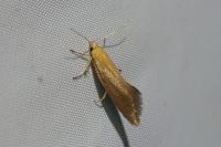 Crassa tinctella