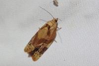 Ditula angustiorana