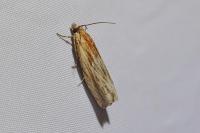 Eucosma cana