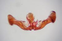 Eucosma cana