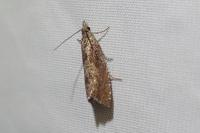 Dichrorampha acuminatana